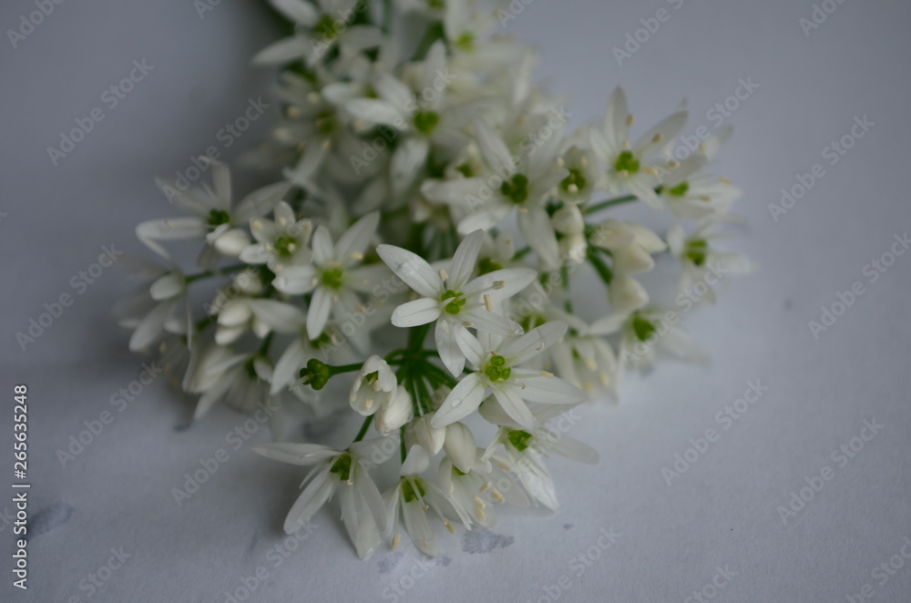 ramson inflorescences with white flowers on a white background with dew drops ramson inflorescences with white flowers on a white background with dew drops
