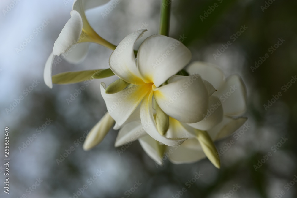 Obraz premium Beautiful Colorful Flowers Blooming Plumeria Flower Blooming Green Leaf Bright