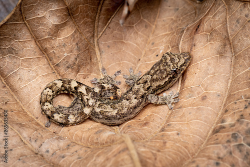 Lepidodactylus lugubris, the mourning gecko, showing camoufalged pattern against dead leaves photo