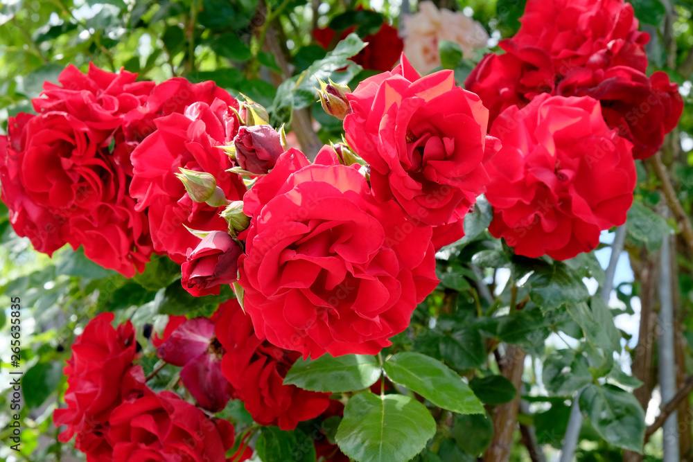 Rose 'Santana' - Kletterrose Rose 'Santana' - Kletterrose