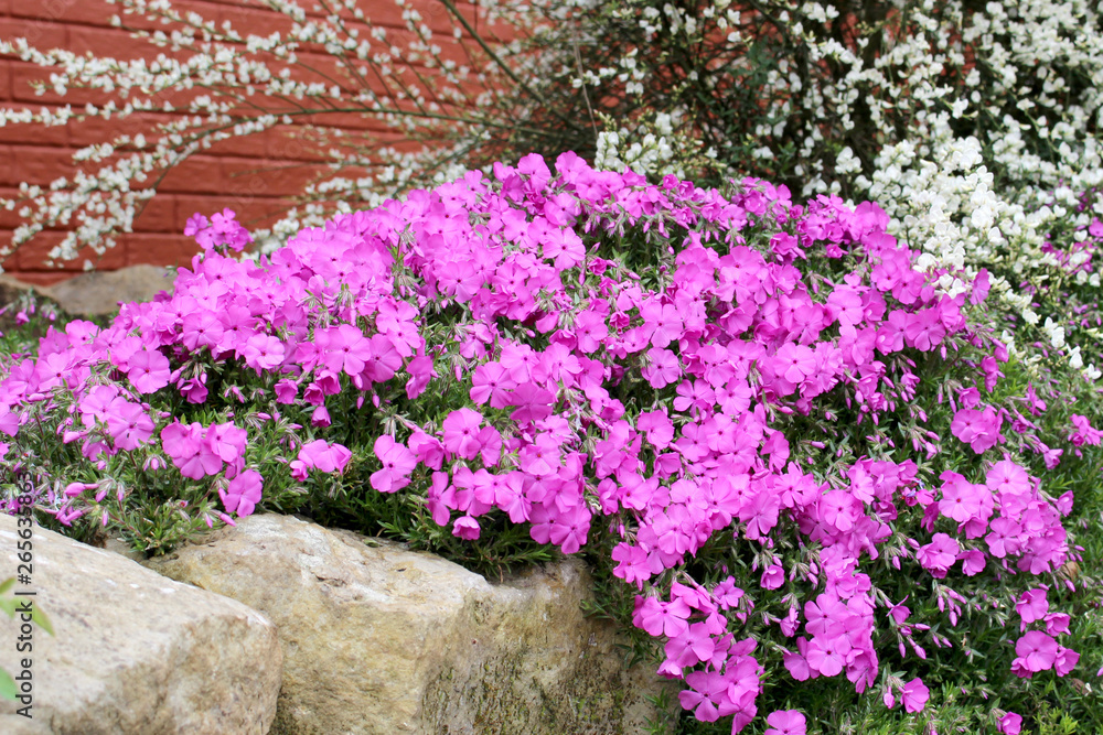 Fototapeta premium Phlox subulata / Polsterphlox / Phlox