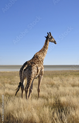 Namibia: A lonely giraf at Namutomi Camp in Etosha