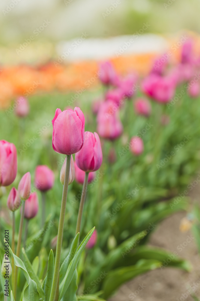 Fototapeta premium tulips field agriculture holland