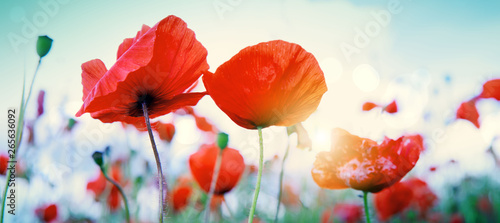 Fototapeta Naklejka Na Ścianę i Meble -  Wild poppy flowers on blue sky background.