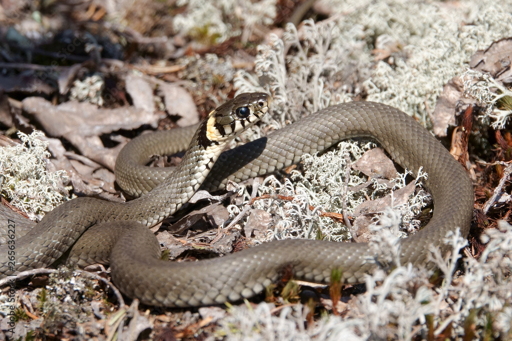 Obraz premium beach snake on a beautiful warm spring day