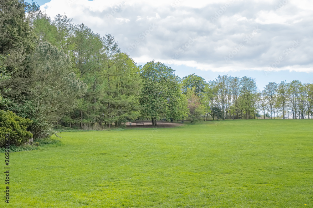 Beautiful Mature Scottish Trees set in a Scottish park in Summer.