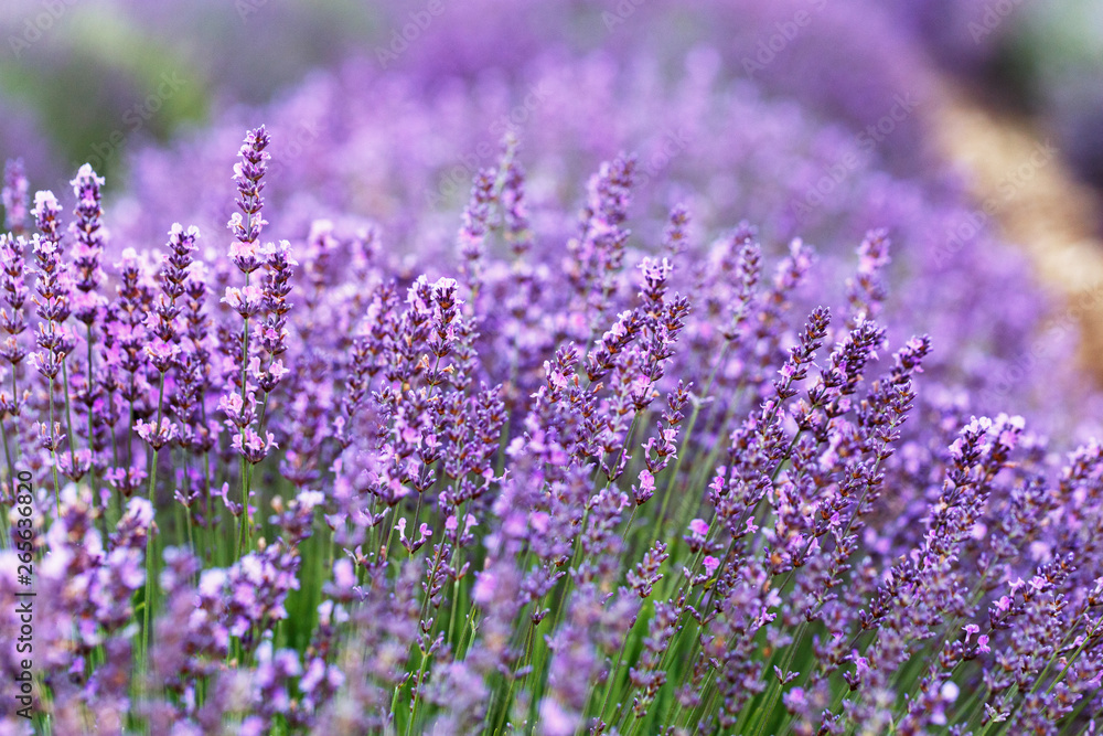 Naklejka premium Bush of blooming Lavender flowers in Provence, France.