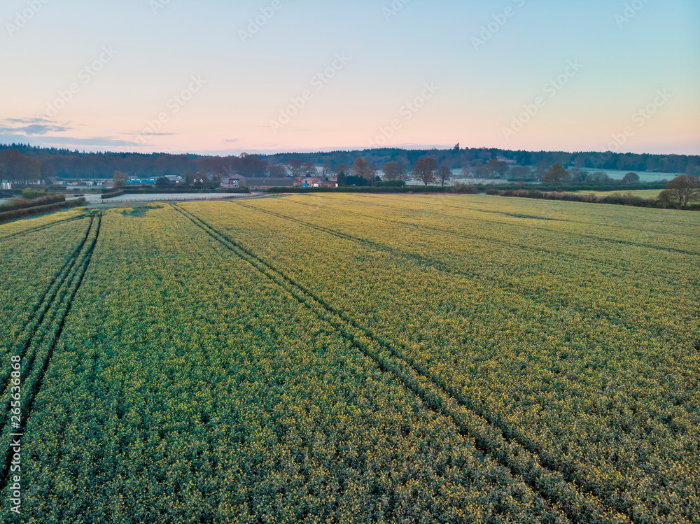 Stunning drone aerial landscape image of Englsh countryside at sunrise in Spring over rapeseed canola fields
