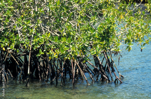 palétuvier rouge,  Rhizophora mangle, Mangrove, Archipel des Galapagos photo