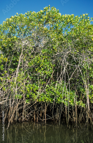 palétuvier rouge,  Rhizophora mangle, Mangrove, Archipel des Galapagos photo