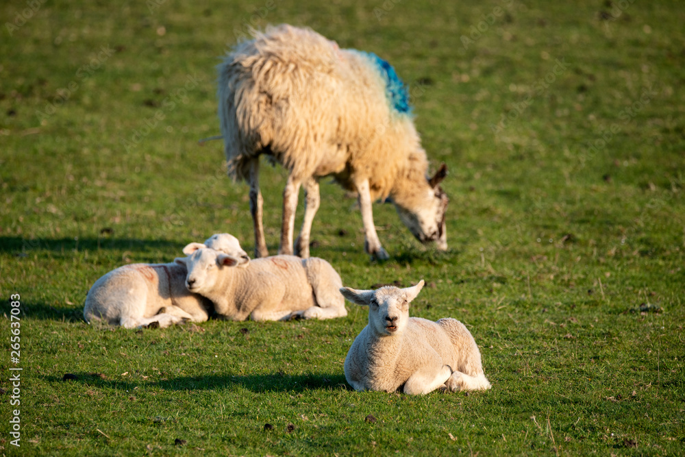 Fototapeta premium Young Spring lambs in early morning sunshine in English countryside