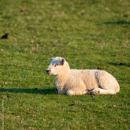 Young Spring lambs in early morning sunshine in English countryside