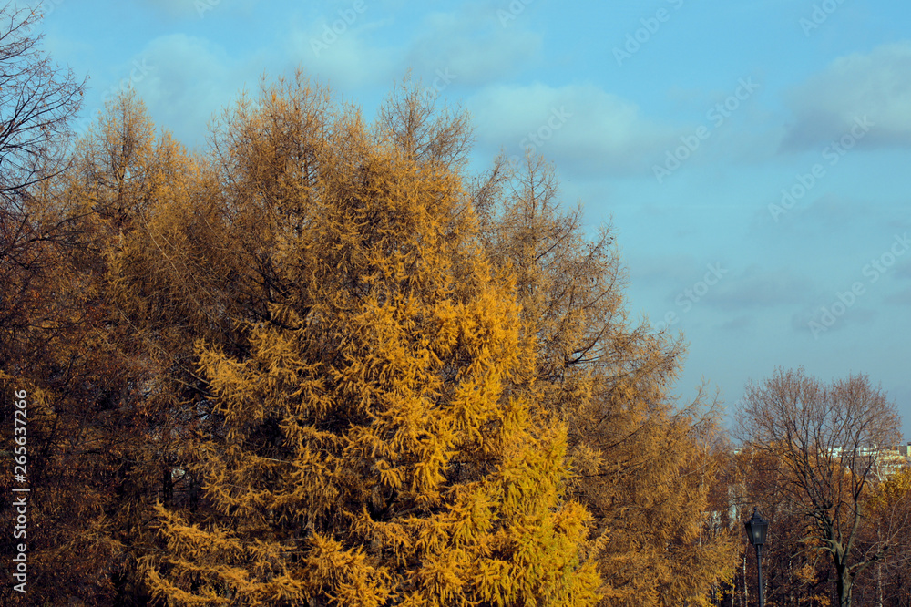 Fototapeta premium trees and yellow leaves, blue sky above and street lamp on the right