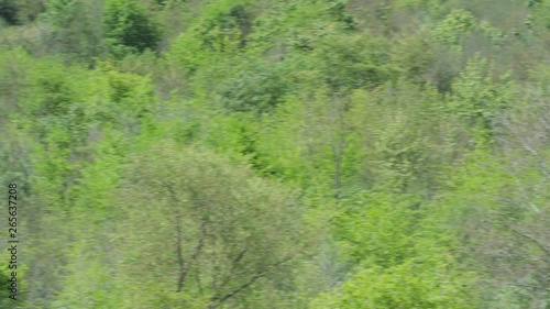 Pan Across Dense Green Forest Growth to Dead Trees