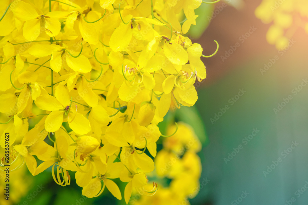 Golden Shower background image select focus , Cassia fistula flower,Ratchaphruek flower Kingdom of Thailand Golden Shower background image select focus , Cassia fistula flower,Ratchaphruek flower Kingdom of Thailand