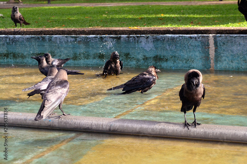 Crows bathing in Viharamahadevi Park photo