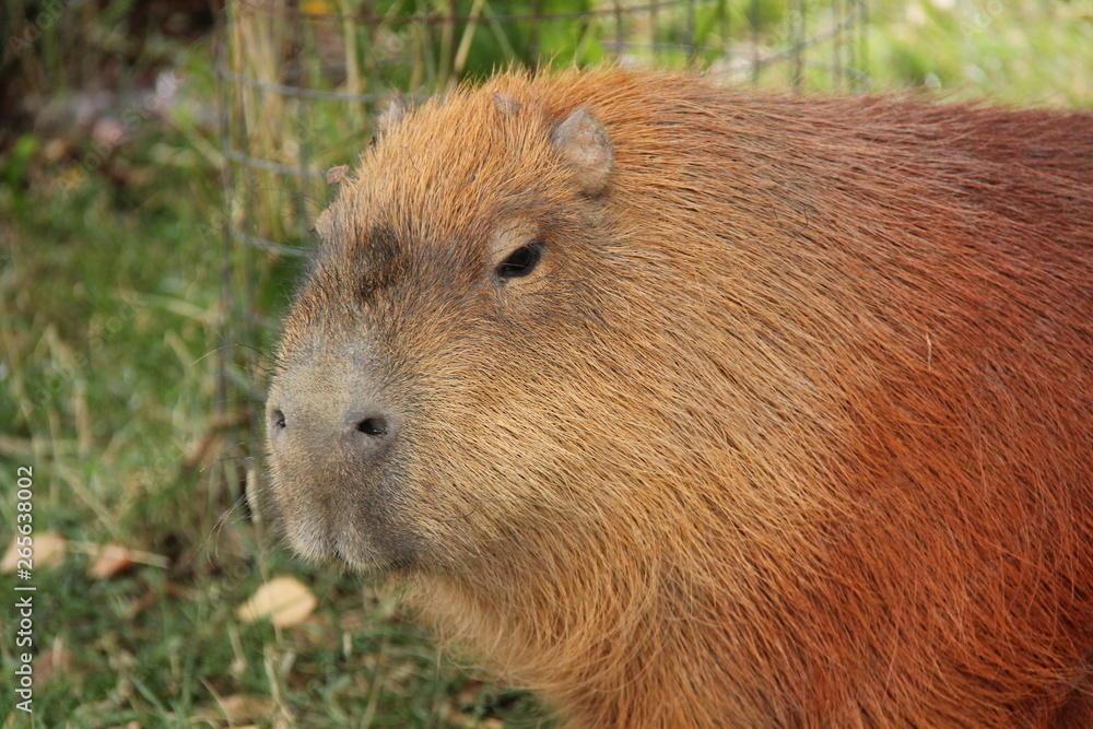 The Head of a Large South American Capybara Animal. The Head of a Large South American Capybara Animal.