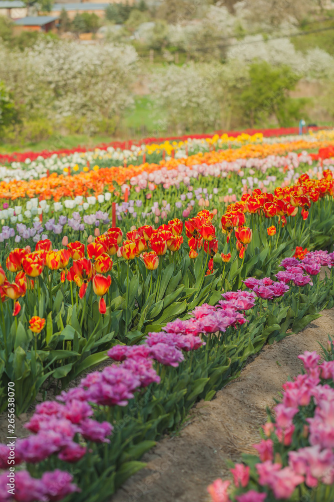 tulips field agriculture holland