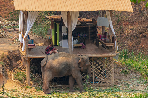 Photography Elephant trekking through jungle and home stay in Maetaman elephant camp chiangm