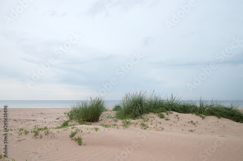 Pink beach with cloudy sky and bunches of grass growing on sand