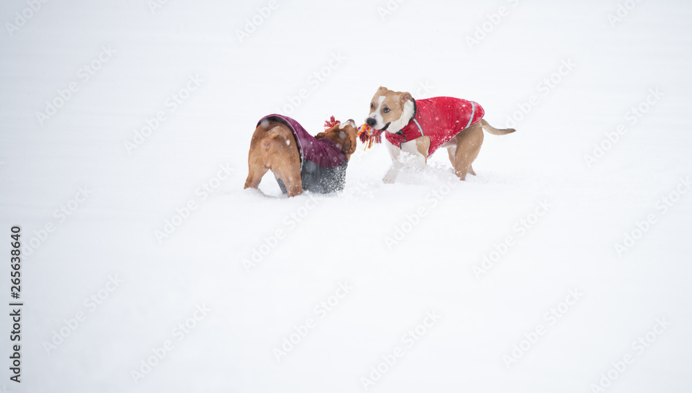 Do Short Haired Dogs Need Sweaters