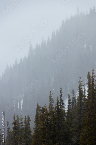 Misty mountain slope and trees