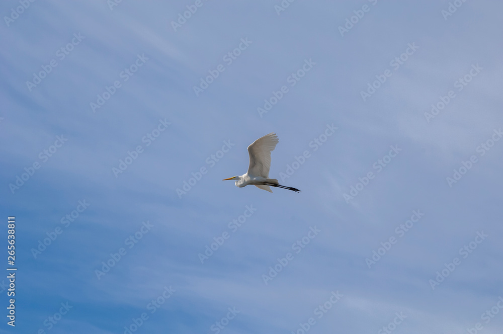 A white heron flies solitary in blue sky. A white heron flies solitary in blue sky.