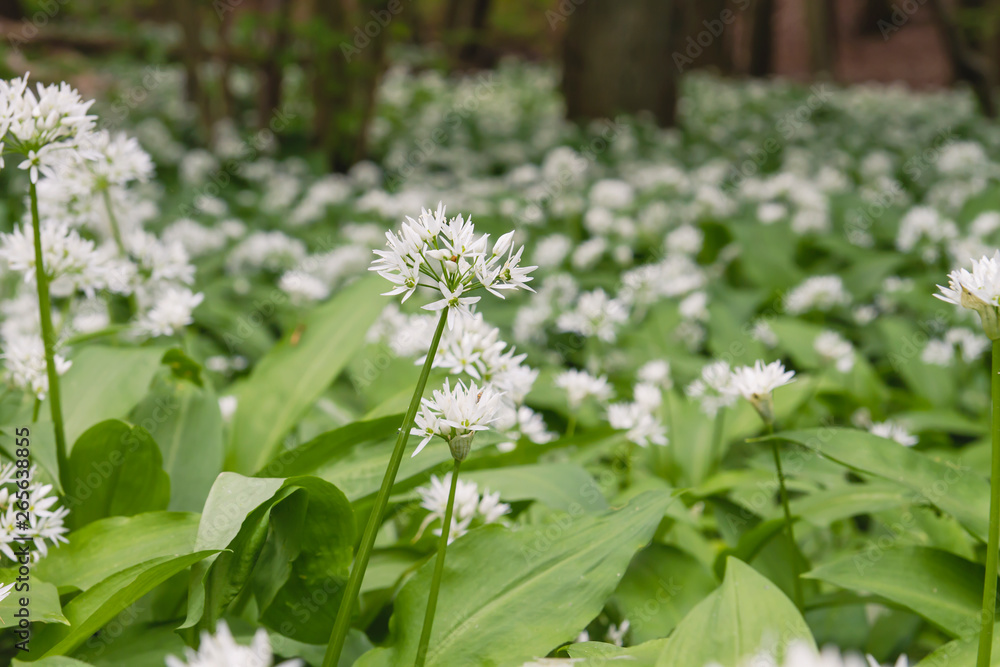 wild allium ursinum flowering wild allium ursinum flowering