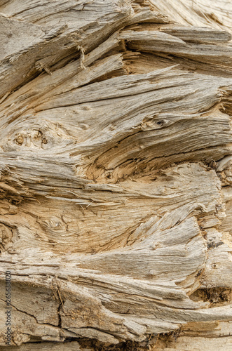 Texture of an old, fallen tree.Wood background.