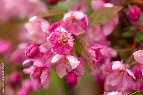 Pink flower blooming tree 