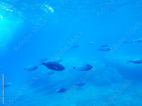 Image of the seabed with fish and natural life on the ferry between Benidorm and the island of Benidorm, Spain.