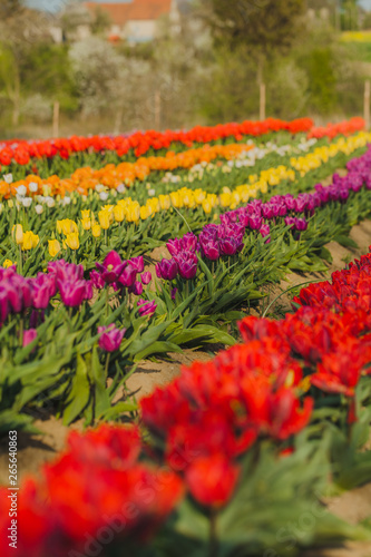 tulips field agriculture holland © volf anders