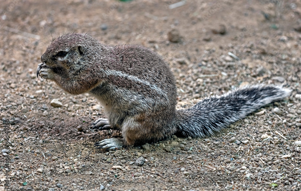 African ground squirrel. Latin name - Xerus inaurus African ground squirrel. Latin name - Xerus inaurus