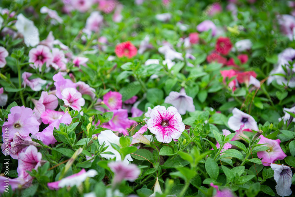 colorful petunia flower in garden colorful petunia flower in garden