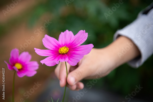 colorful cosmos flower in garden