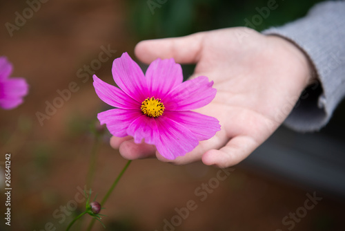 colorful cosmos flower in garden