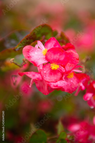 colorful Begonia flower in garden
