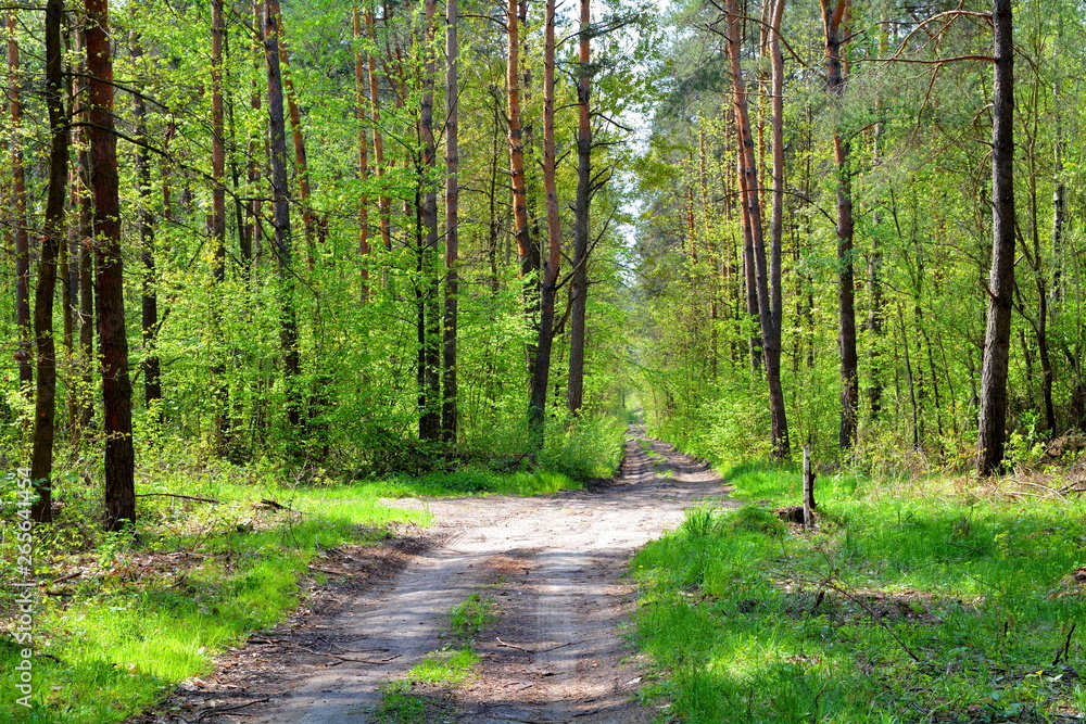 Fototapeta premium droga przez las