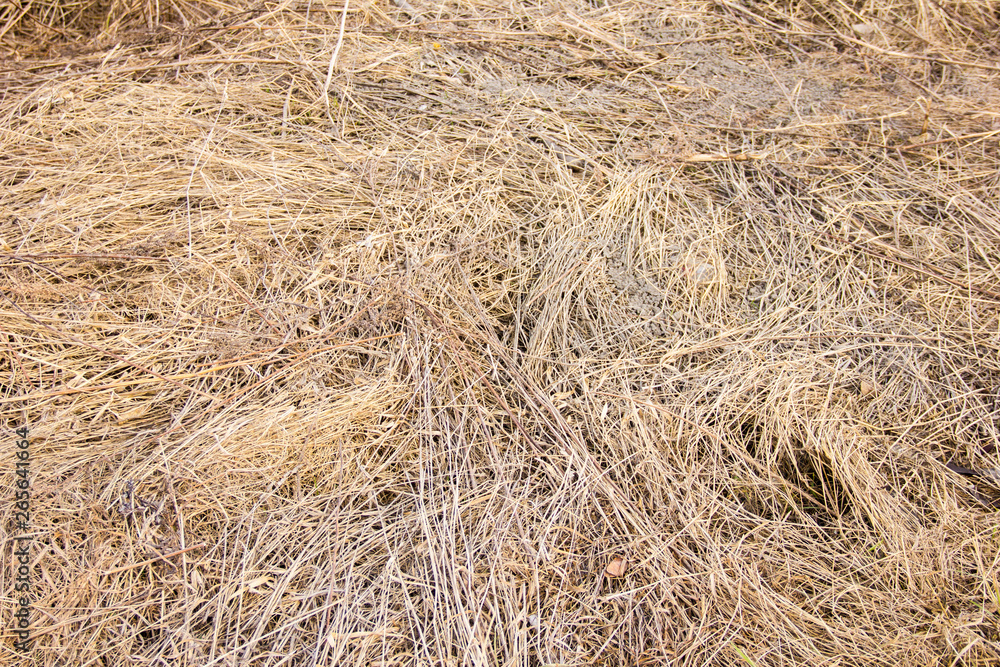 grass grass