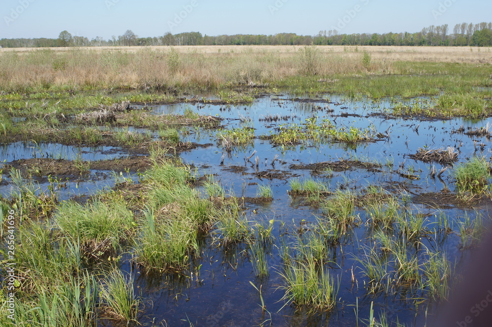 das große Torfmoor,Nettelstedt,NRW,Torflandschaft das große Torfmoor,Nettelstedt,NRW,Torflandschaft