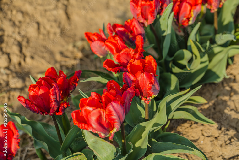 tulips field agriculture holland tulips field agriculture holland