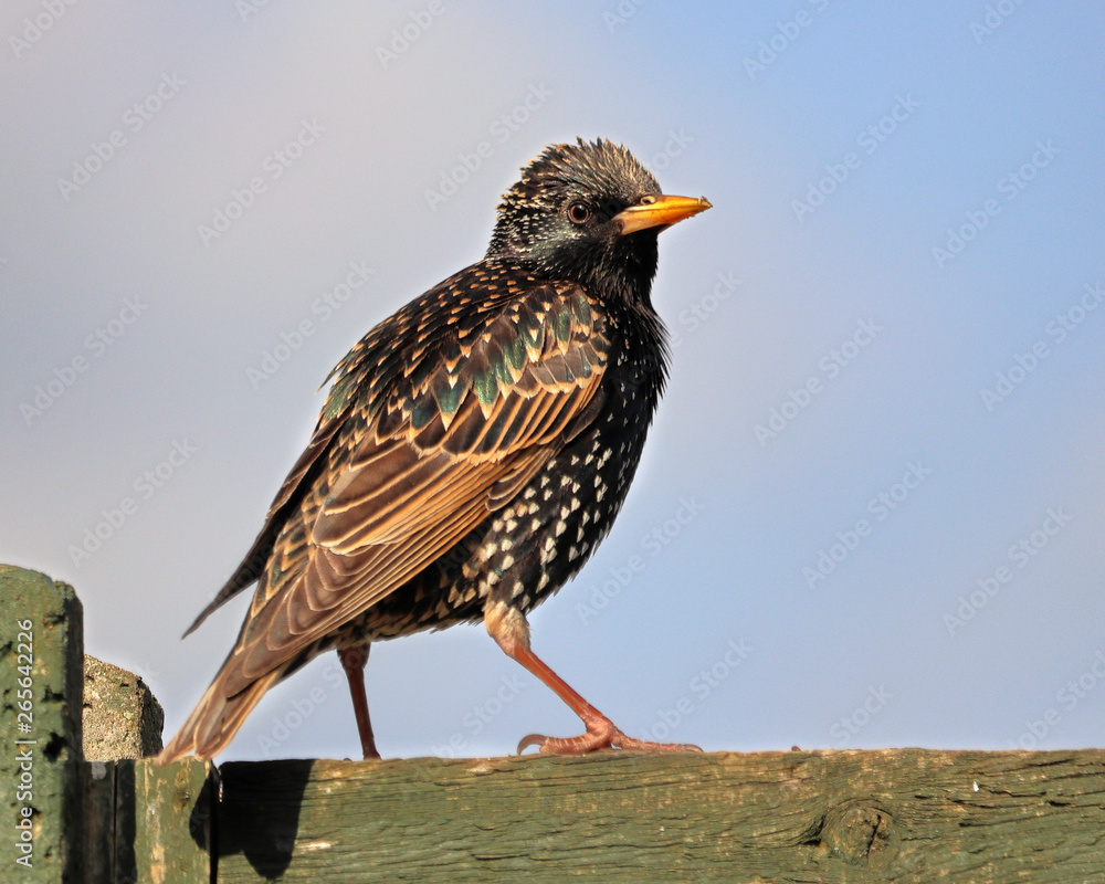 Fototapeta premium Closeup of a young Starling perched on a fence