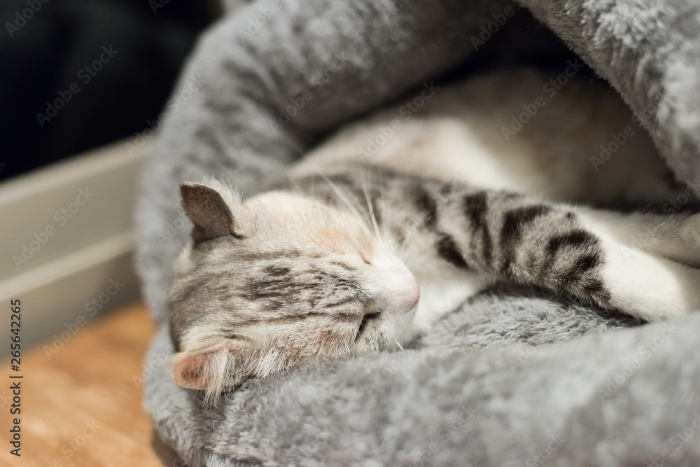 cat sleep at a nest