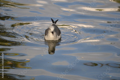 Albatroz on the lake photo