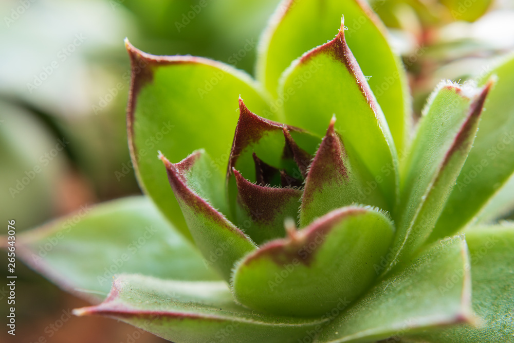 closeup of succulent. green background. natural patterns. closeup of succulent. green background. natural patterns.