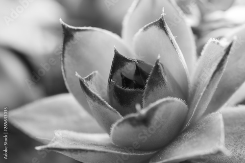 closeup succulent. black and white background. natural patterns. 