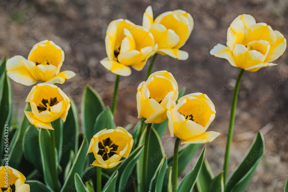 Obraz premium tulips field agriculture holland