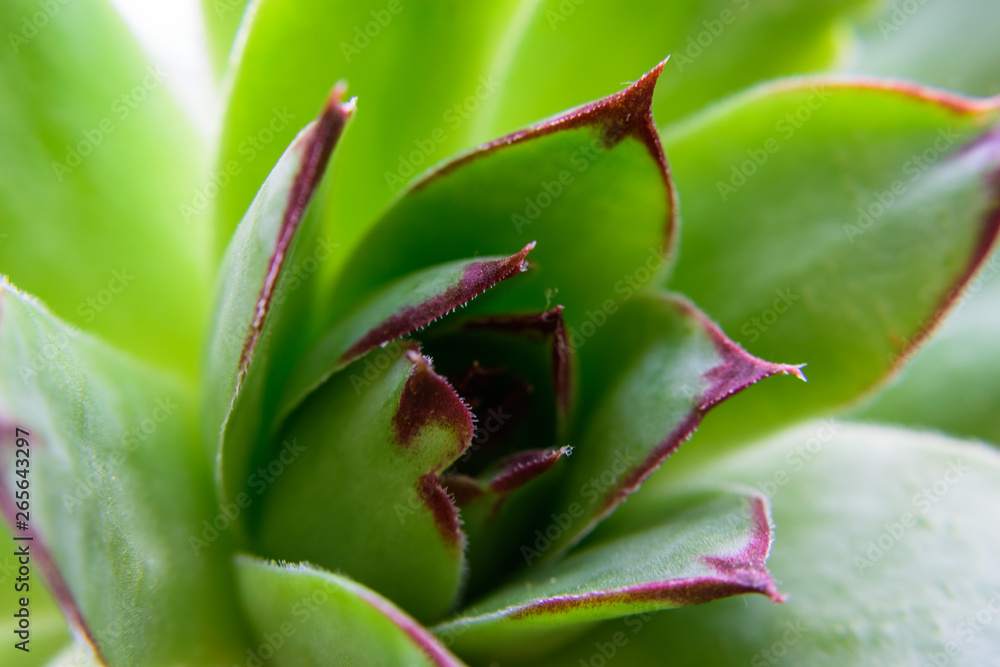 closeup of succulent. green background. natural patterns. closeup of succulent. green background. natural patterns.