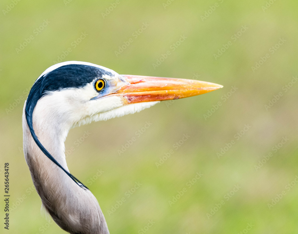 Profile view of Florida bird, macro, copy space, audubon Profile view of Florida bird, macro, copy space, audubon