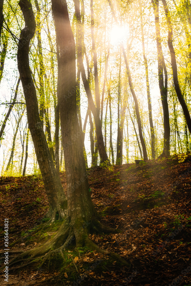 Fototapeta premium Sunrays in the green forest